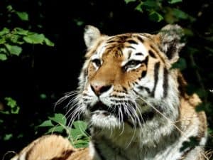 Safaripark Knuthenborg 1